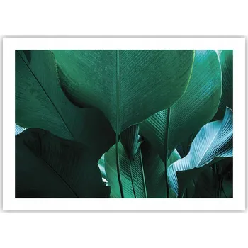 Obraz Plakát bez rámu do obýváku ložnice 70x50 banánovník moderní módní obraz