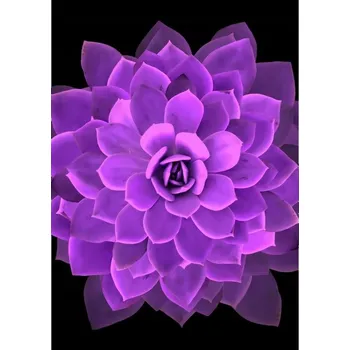 Obraz Samolepky Plakáty A2 NA VÝŠKU Setkání s květinou