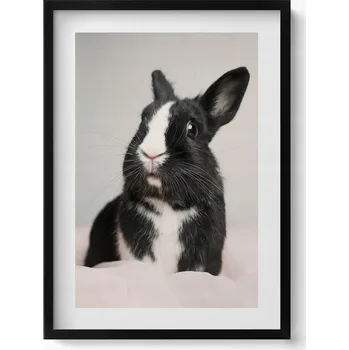 Obraz Nástěnný obraz v černém rámu s grafikou Černobílý roztomilý králík 50x70 cm