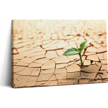 Obraz Obraz Canvas Plátno Rám Ze Dřeva Do Posilovny Rostlina V Suché Půdě