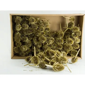 umělá květina Dekorace Sušené Rostliny květin Bodlák 100 ks v balení