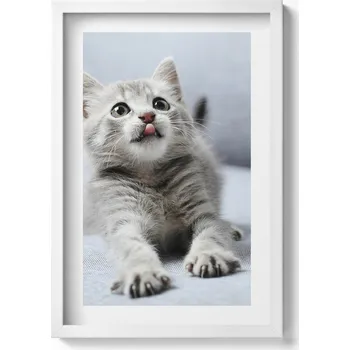 Obraz Dekorativní obraz v rámu do obýváku Roztomilé malé kotě na pohovce 40x60 cm
