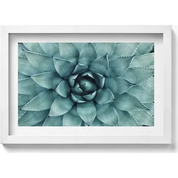 Obraz Obraz v bílém rámu dekorace na zeď Zelená rostlina sukulent 30x20 cm