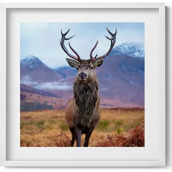 Obraz Nástěnný obraz do obýváku kuchyně Ušlechtilý jelen na horské louce 50x50 cm