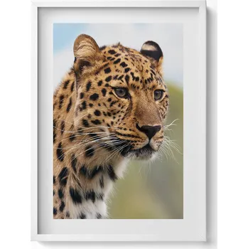 Obraz Dekorativní nástěnný obraz v rámu do obýváku Divoké zvíře hlava kočky 50x70 cm