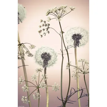 Obraz Plakát Květiny luční 3 bez rámu 20 x 30 cm