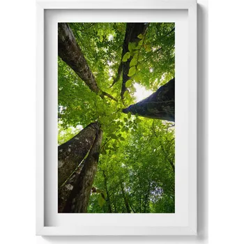 Obraz Obraz v bílém rámu na zeď Zelené listnaté stromy 40x60 cm