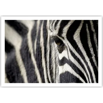 Obraz Plakát na zeď bez rámu 100x70 zvířata obraz plakáty do obývacího pokoje ložnice