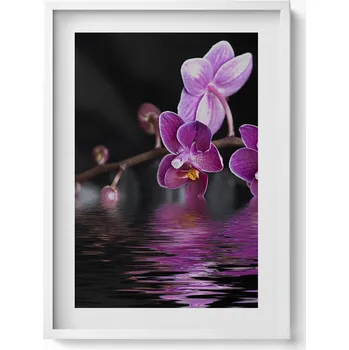 Obraz Obraz v rámu na zeď Růžový květ orchideje na vodě 50x70 cm