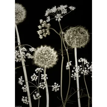 Obraz Plakát Květiny luční 2 bez rámu 20,5 x 28,4 cm