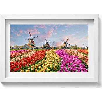 Obraz Závěsný obraz rámeček bílé barvy Krajina s tulipány Holandsko 30x20 cm