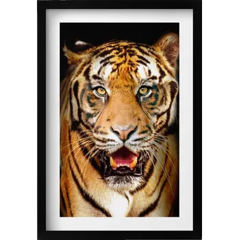 Obraz Nástěnný obraz v černém rámu s grafikou Výrazný divoká kočka tygr 40x60 cm