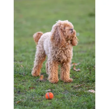 Obraz Plakát pudla s míčem bez rámu 30 x 40 cm