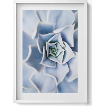 Obraz Nástěnný dekorativní obraz v bílém rámu s grafikou Květina rostlina 50x70 cm