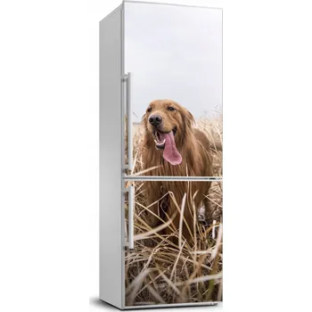 Fototapeta Samolepicí samolepící na ledničku Zlatý retrívr