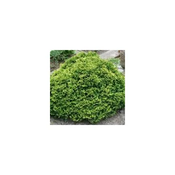 Sazenice Chamaecyparis pisifera Filifera Nana 100/125 cm solitera