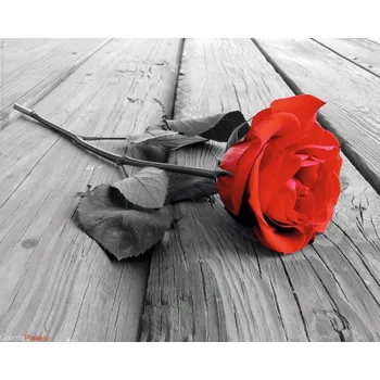 Obraz Plakát Červená Růže na Mostě bez rámu 50 x 40 cm