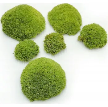 Obraz Polštářový mech stabilizovaný 100 g světle zelený