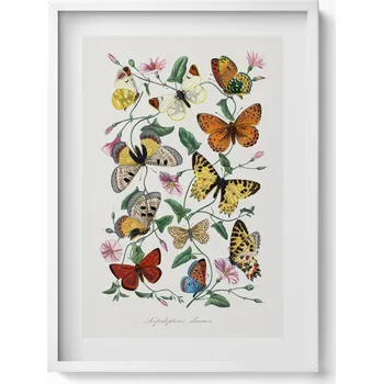 Obraz Ozdobný obraz v bílém rámu do obýváku Vintage starý plakát motýlů 50x70 cm