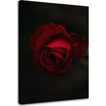 Obraz Obraz Růže na černém pozadí 60x90