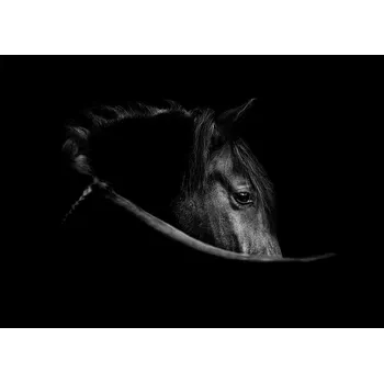 Obraz Obraz plakát do obýváku ložnice 40x30 kůň foto plakáty na zeď bez rámu
