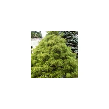 Sazenice Chamaecyparis pisifera Filifera 30/40 cm