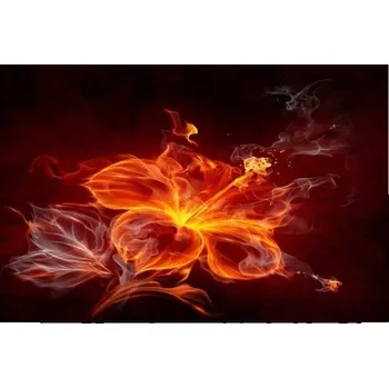 Obraz Obraz na plátně - Canvas, Ohnivý květ 40x30