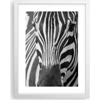 Obraz Obraz plakát v bílém rámu do obýváku 30x40 zvířata plakáty na zeď