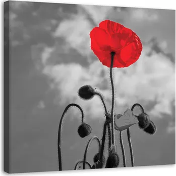 Obraz OBRAZ NA PLÁTNĚ Červené máky Květiny Příroda 40x40 cm