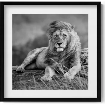 Obraz Obraz s černým rámem a grafikou na zeď Majestátní zvíře lev 50x50 cm