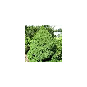 Příroda Picea glauca Conica 60/80 cm