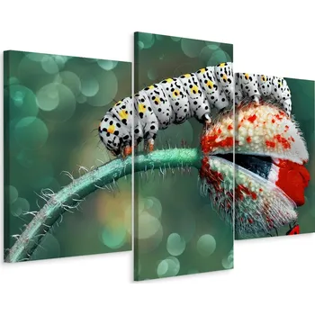 Obraz Obraz TRYPTYCH Housenka Květina Příroda Makro 90x60