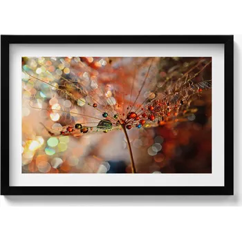 Obraz Dekorativní nástěnný obraz v černém rámu do obýváku Pampeliška a rosa 60x40 cm