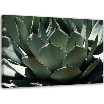 Obraz OBRAZ NA PLÁTNĚ Agáve Rostlina Zelená 90x60