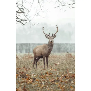 Obraz Plakát Jelen v lese bez rámu 53 x 81 cm