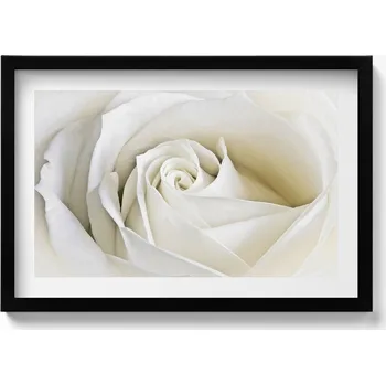 Obraz Závěsný obraz rámeček černé barvy Jemné okvětní lístky bílé růže 60x40 cm