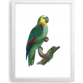 Obraz Obraz plakát v bílém rámu do obýváku 30x40 papoušek foto plakáty na zeď