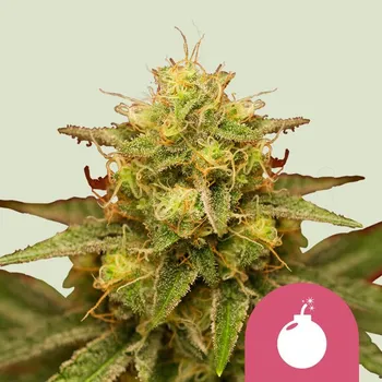Semeno Royal Queen Seeds Royal Domina Balení: 3ks