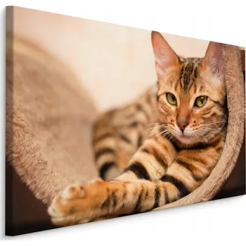 Obraz Obraz na plátně Bengálská kočka 3D dekorace 40x30