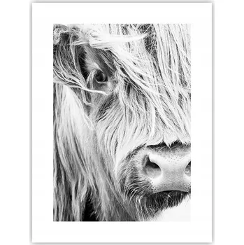 Obraz Obraz plakát do obýváku ložnice 30x40 kráva foto plakáty na zeď bez rámu