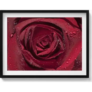 Obraz Závěsný obraz v černém rámu Detail červené růže v rose 80x60 cm