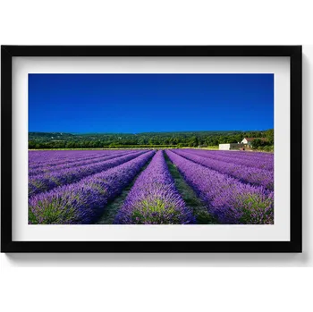 Obraz Elegantní obraz do obývacího pokoje v černém rámu - Levandulové pole v Provence 60x40 cm