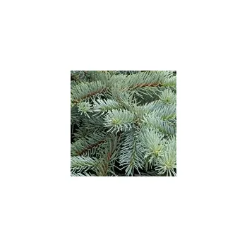 Sazenice Picea pungens Glauca 175/200 cm