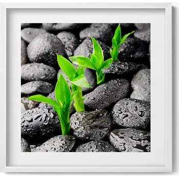 Obraz Nástěnný obraz v bílém rámu Zelené rostliny na mokrých kamenech 50x50 cm
