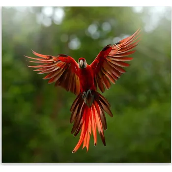 Kuchyňské prkénko Skleněná Ochranná Deska a Krájecí Prkénko | Indukce, Sporák ds-0530