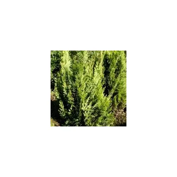 Sazenice Chamaecyparis lawsoniana Alumigold 250/275 cm