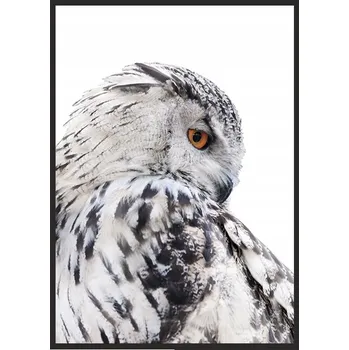 Obraz OBRAZ, PLAKÁT V RÁMU 73x53 cm Sova P507