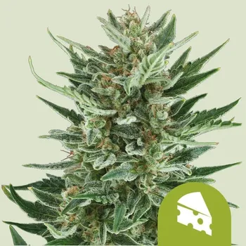 Semeno Royal Queen Seeds Royal Cheese Auto Balení: 5ks