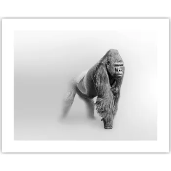 Obraz Obraz plakát na zeď bez rámu 50x40 zvířata foto do obýváku/ložnice (ložnice)