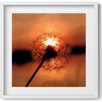 Obraz Dekorativní nástěnný obraz do pokoje Pampeliška při západu slunce 50x50 cm